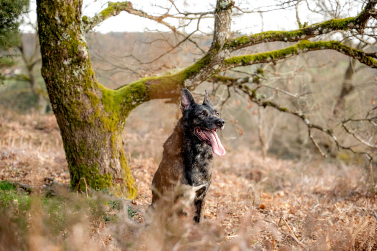 l'oeil de jo photographe solutré macon cluny villefranche bourg en bresse shooting séance photo animaux chien nature portrait (2) exp