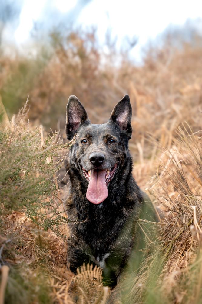 l'oeil de jo photographe solutré macon cluny villefranche bourg en bresse shooting séance photo animaux chien nature portrait (3) exp