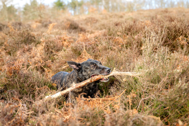 l'oeil de jo photographe solutré macon cluny villefranche bourg en bresse shooting séance photo animaux chien nature portrait (4) exp