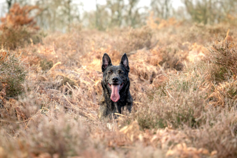l'oeil de jo photographe solutré macon cluny villefranche bourg en bresse shooting séance photo animaux chien nature portrait (5) exp